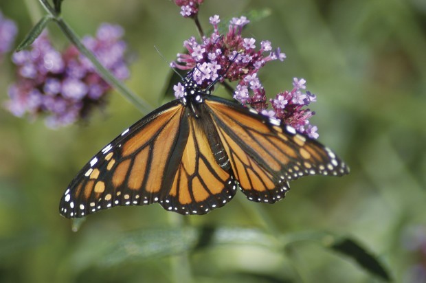 Monarch Butterfly